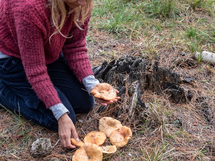 Harvest Fungi
