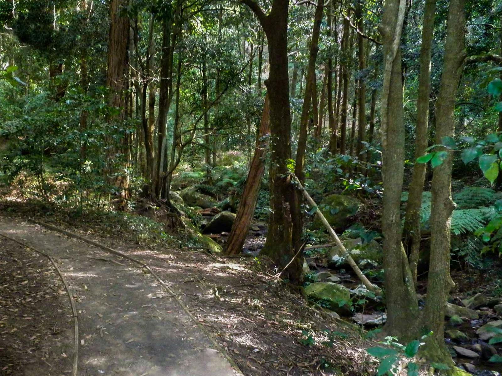 Cascades Track，麦格理山口国家公园。照片：T. Moody/新南威尔士州政府