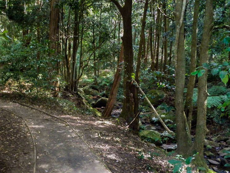 Cascades Track, Macquarie Pass National Park. Photo: T. Moody/NSW Government