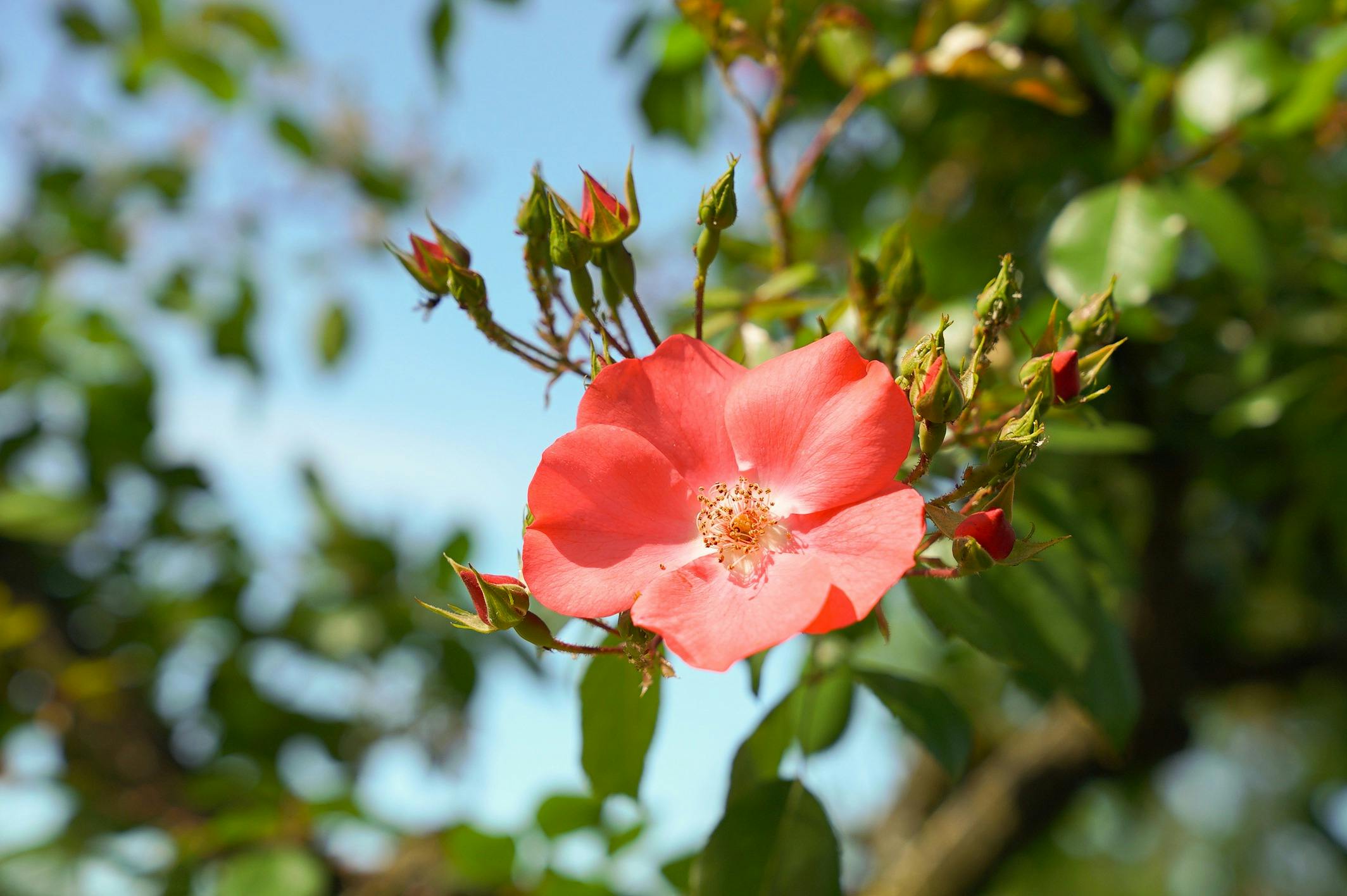 Red rose in a garden
