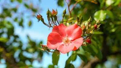 Red rose in a garden