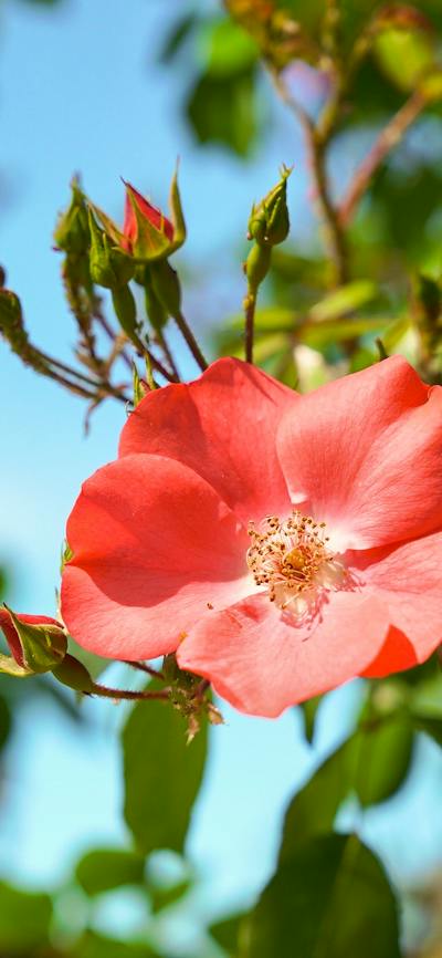 Red rose in a garden