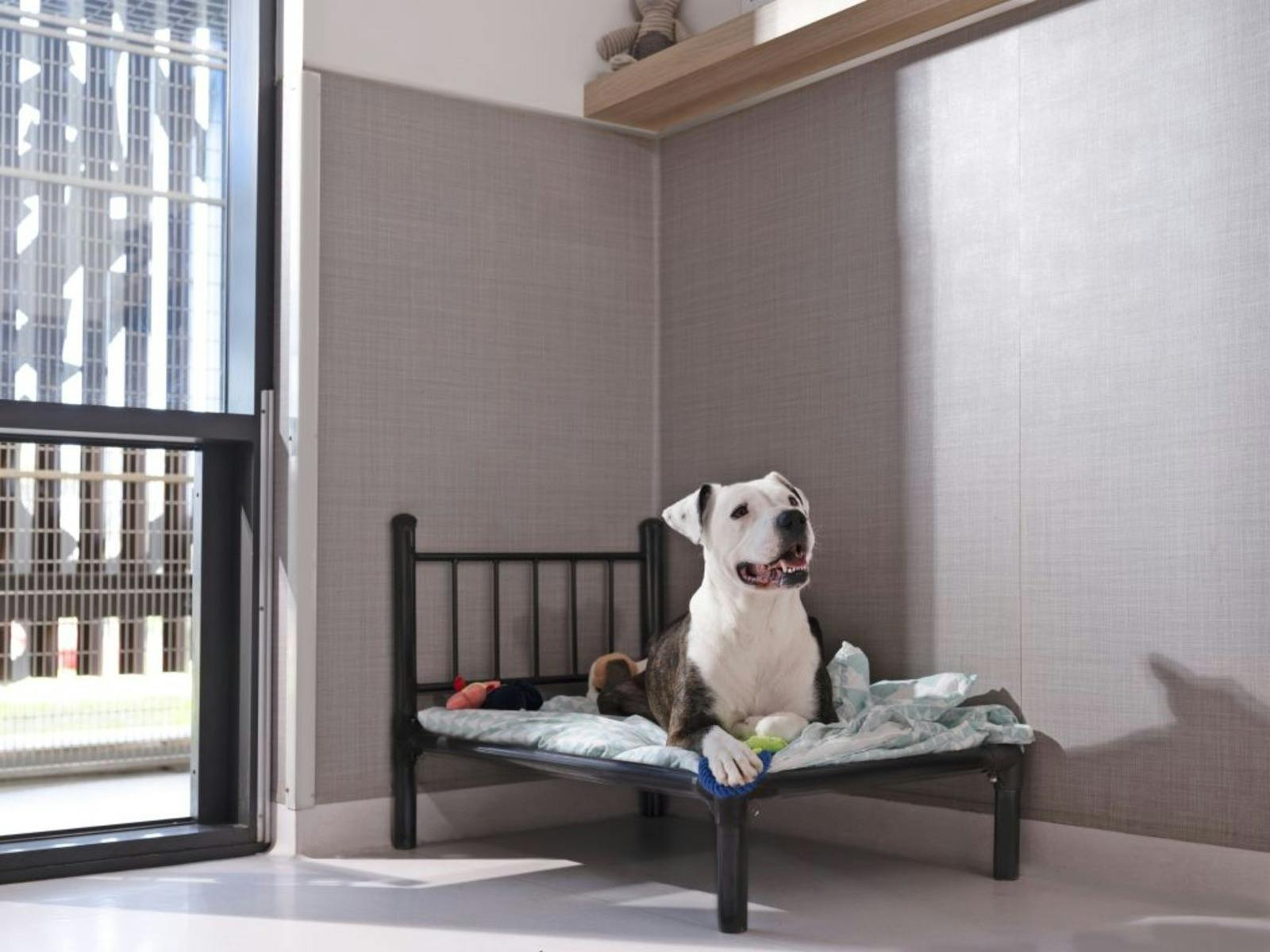 Our Premier suites offer state-of-the-art dog accommodation with a spacious suite and couryard.