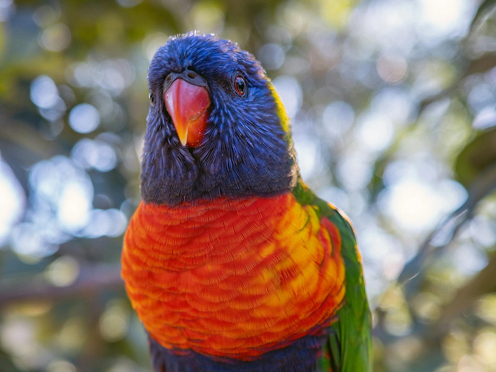 무지개 로리킷의 클로즈업