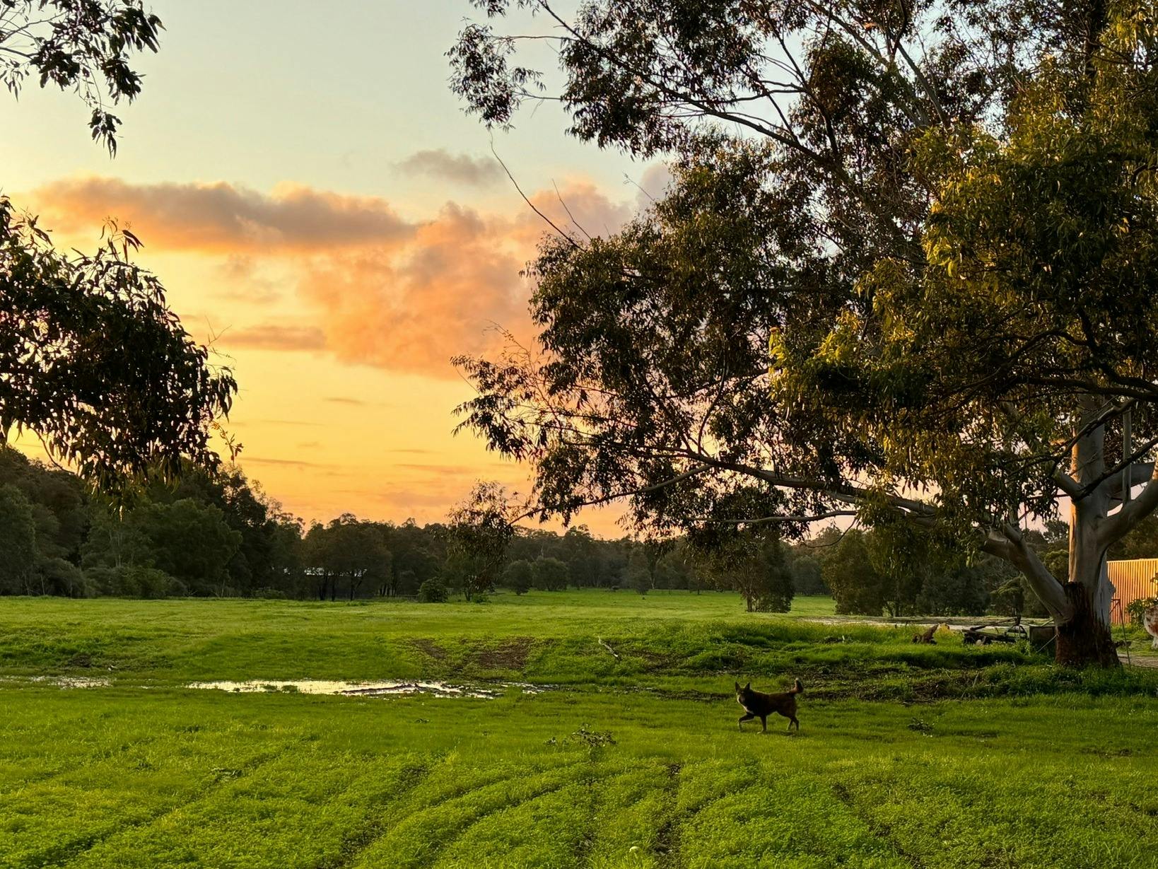 Jadran Winery at sunset overlooking the property with a customers dog.