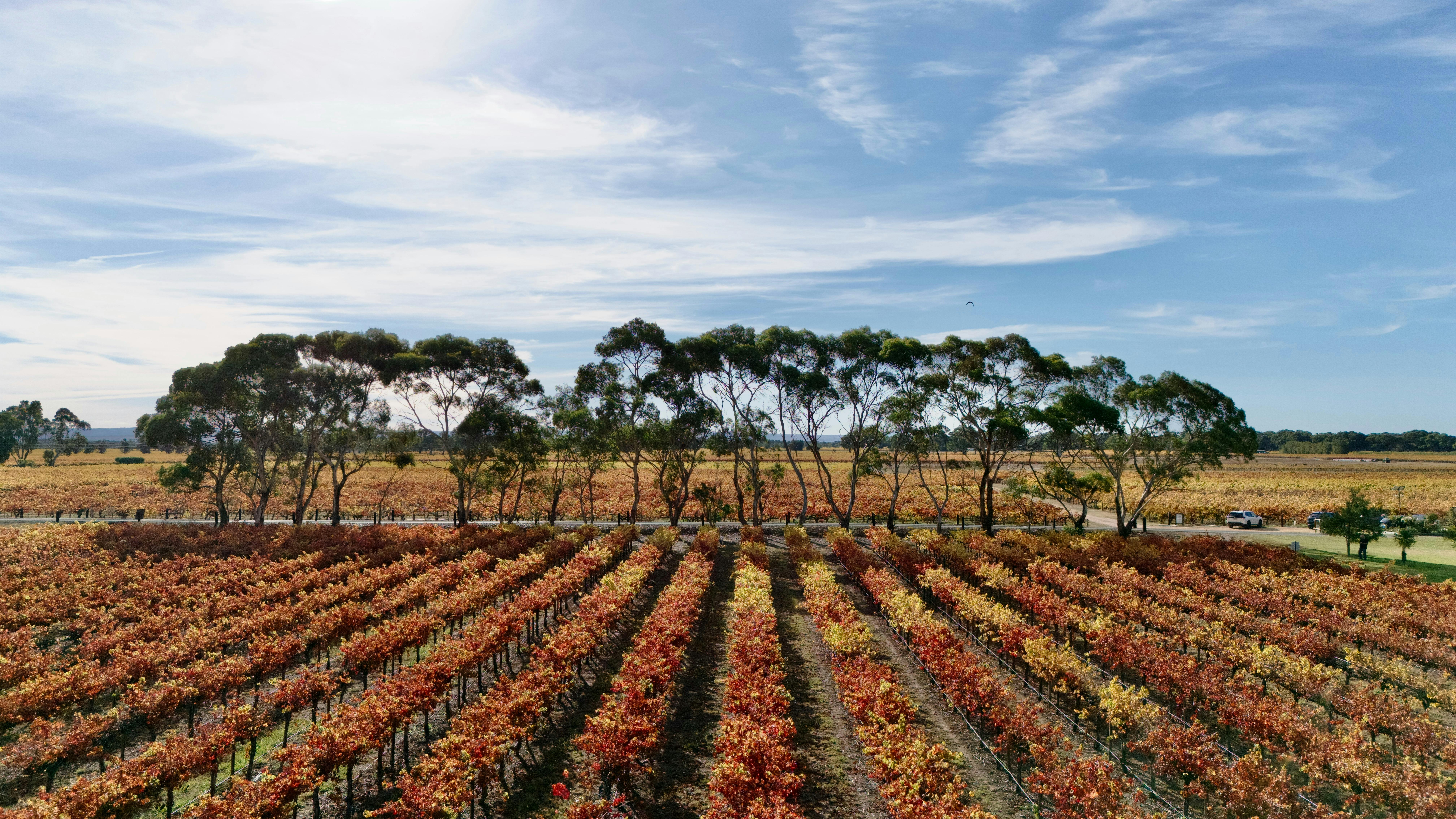 Autumn vineyard in Langhorne Creek