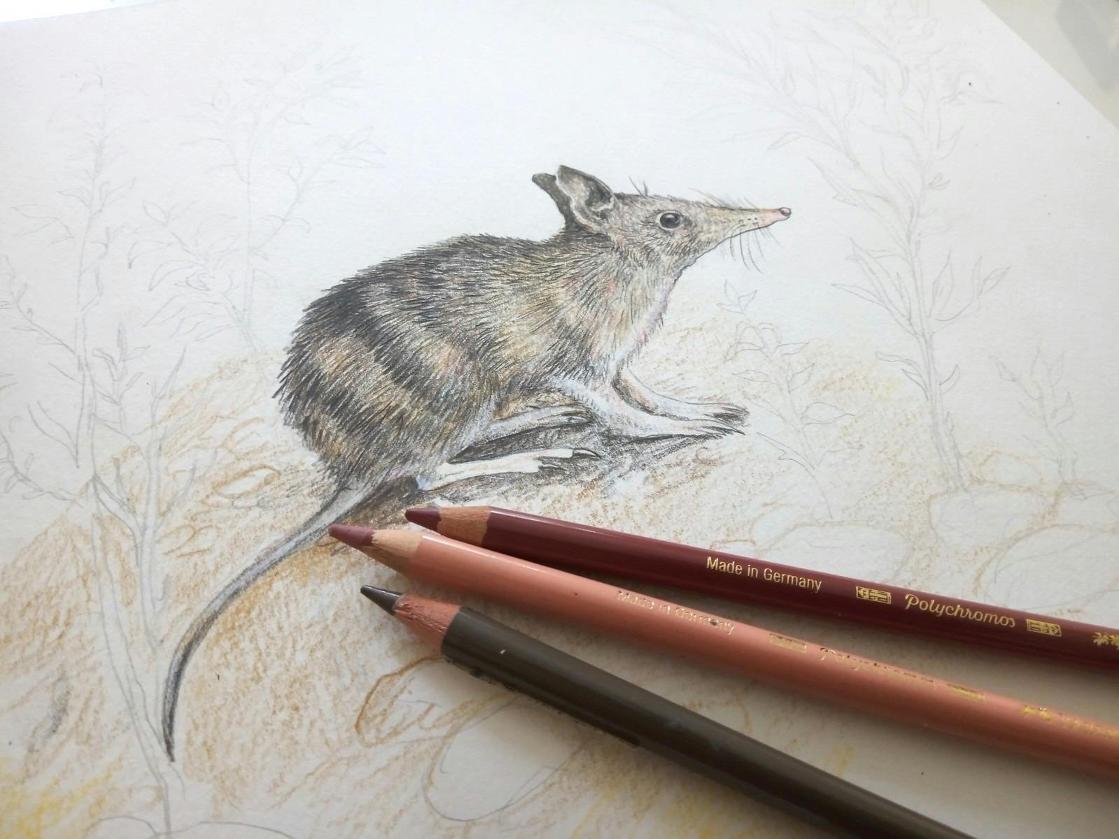 Bandicoot drawing coloured pencil