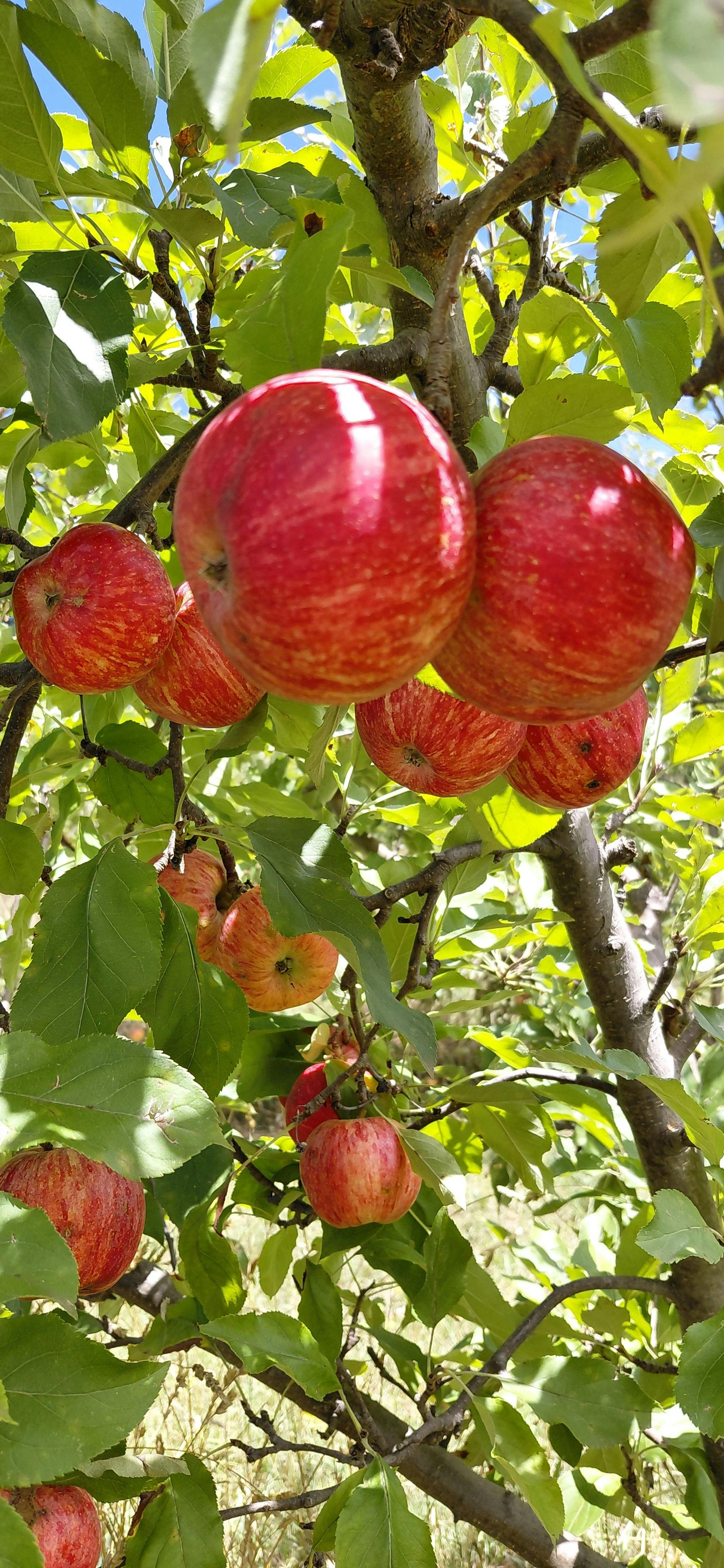 Local apples grown using biodynamic practices from 'The Hairy Farmer'.