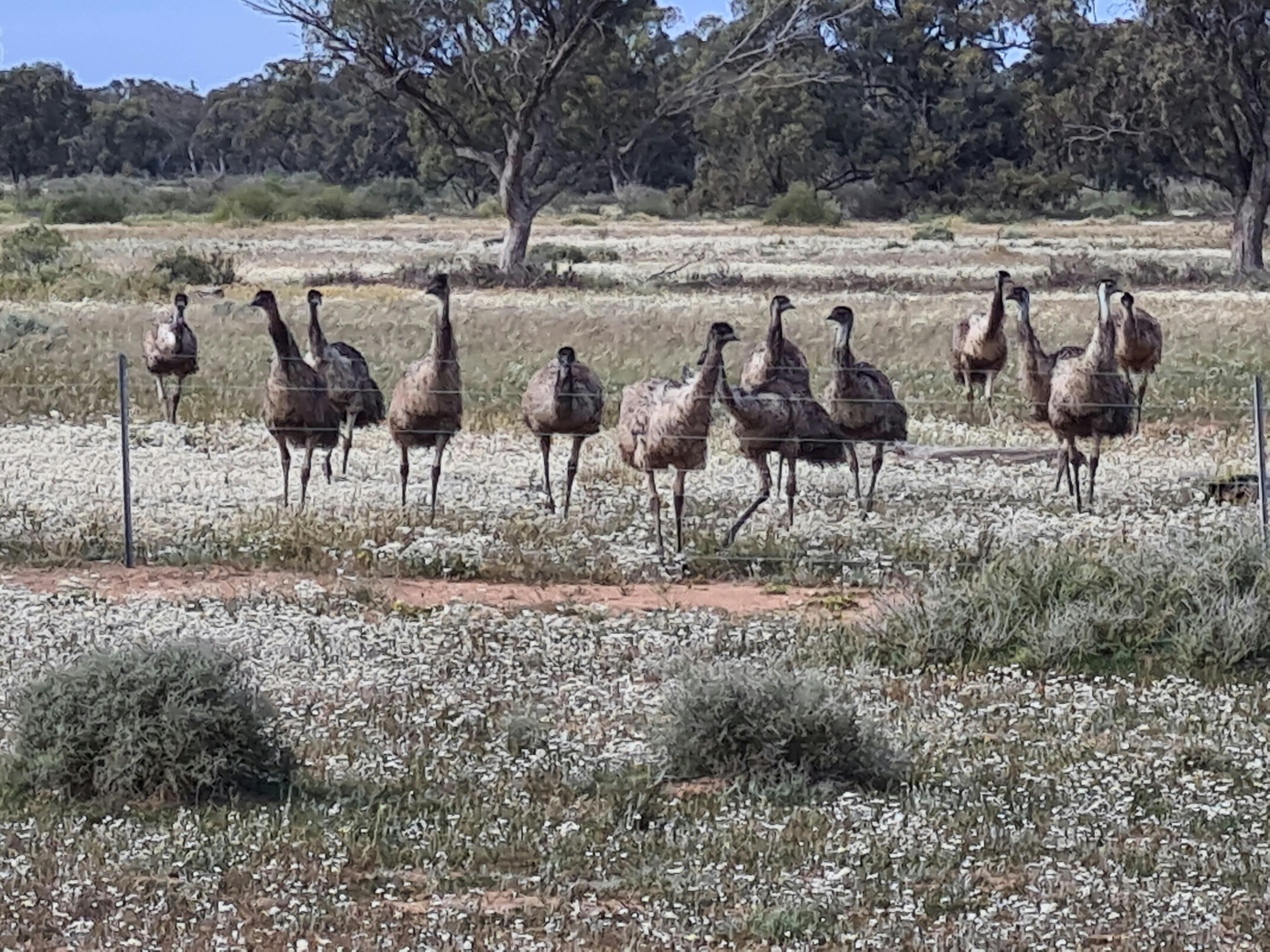 Emus At Burraburoon Farm Stay