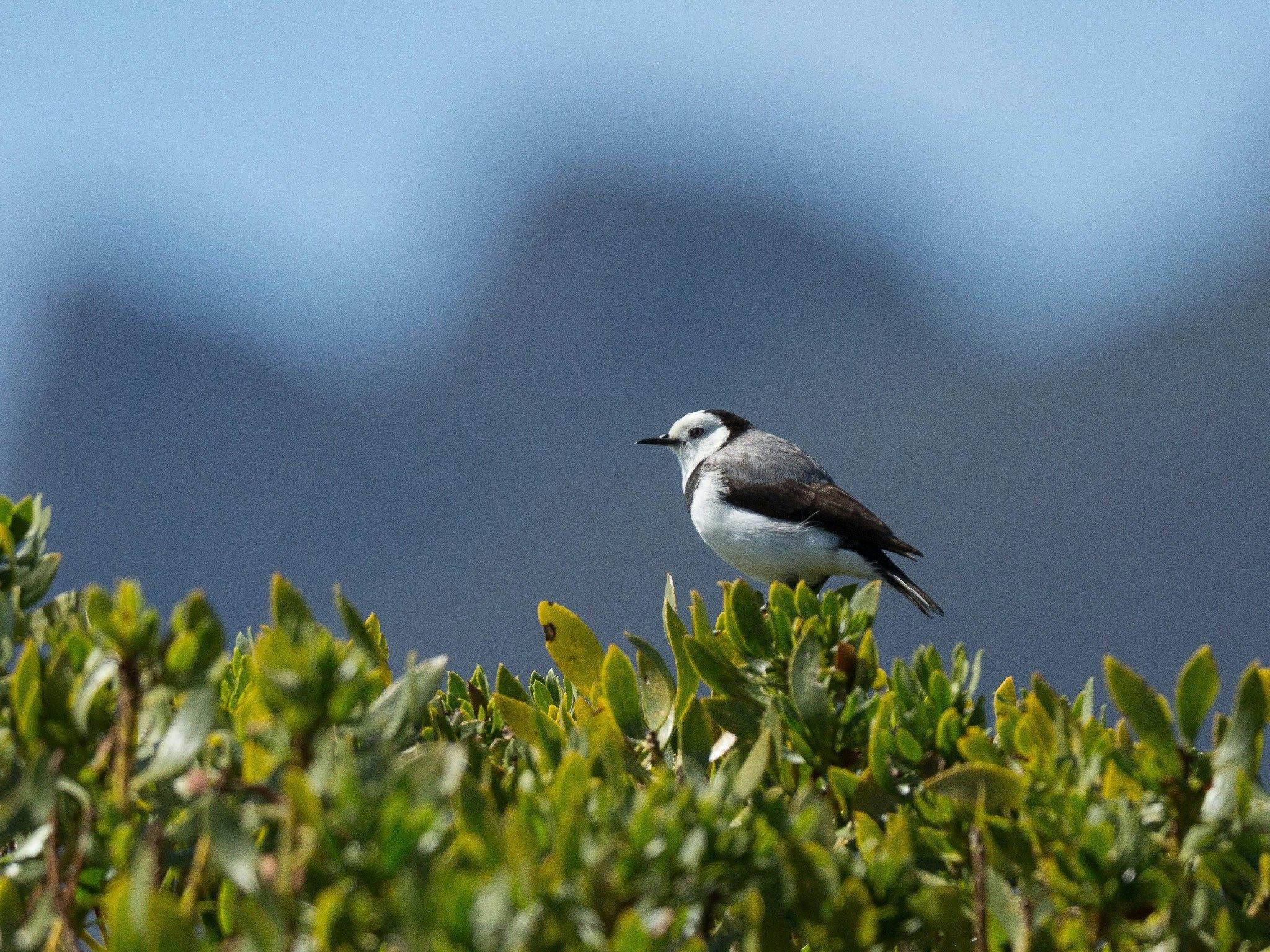 Side view of white fronted chat (bird) sitting on green shrub.