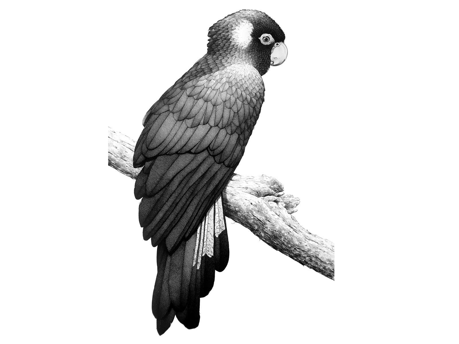 Red-tailed Black Cockatoo artwork