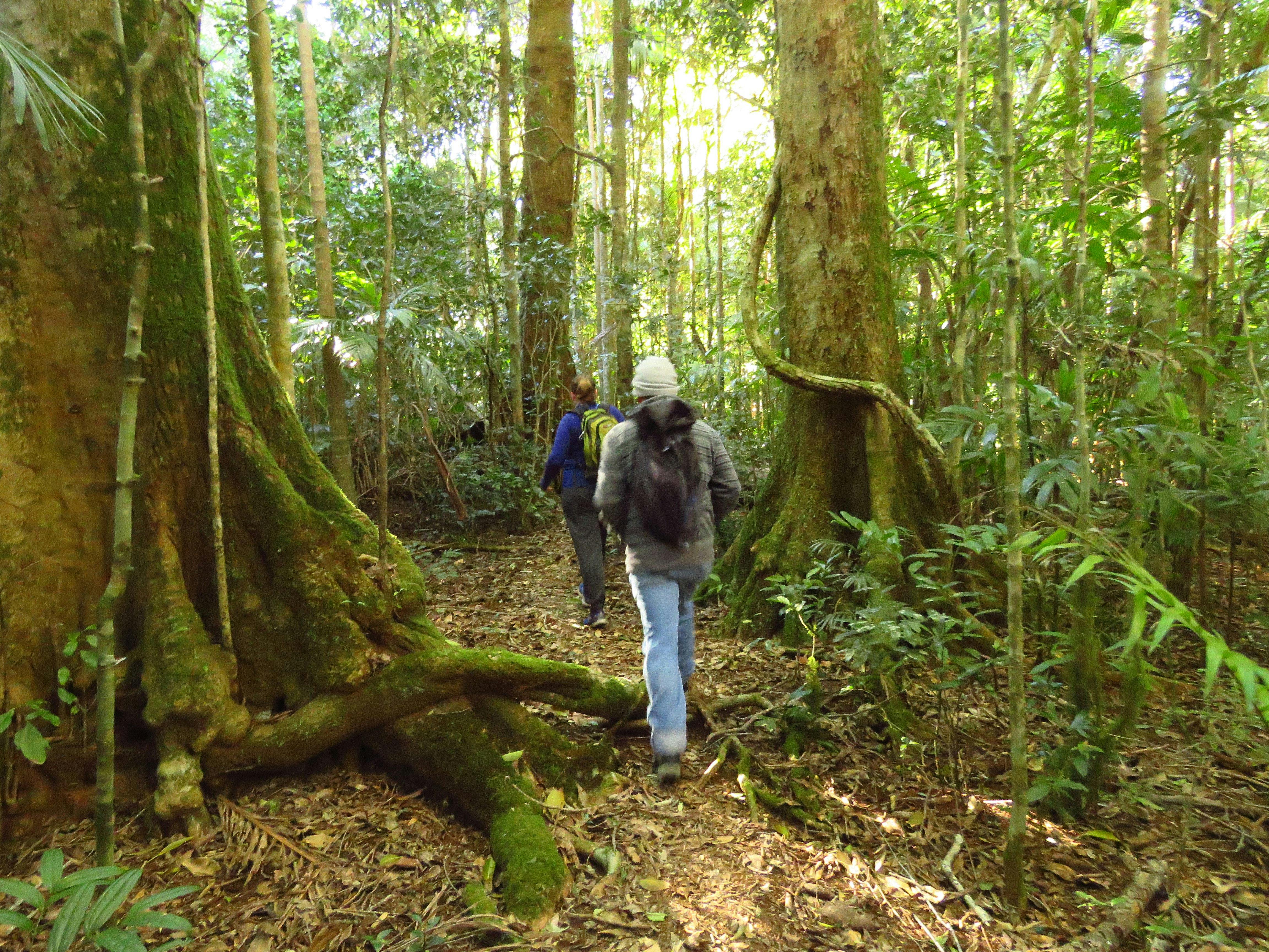 Walking in the rainforest