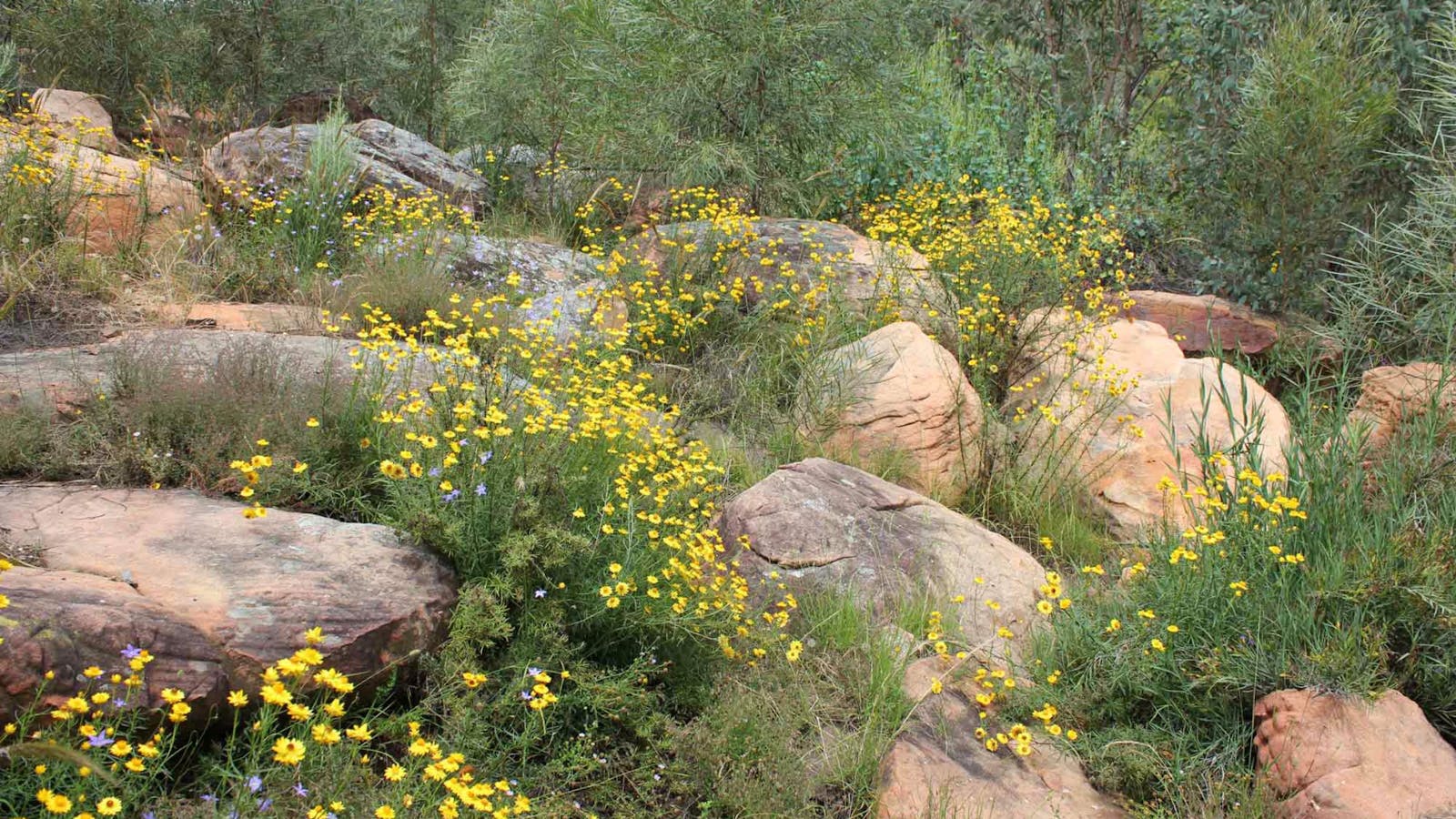 Ben Hall's Cave Walking Track