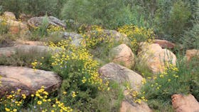 Ben Hall's Cave Walking Track