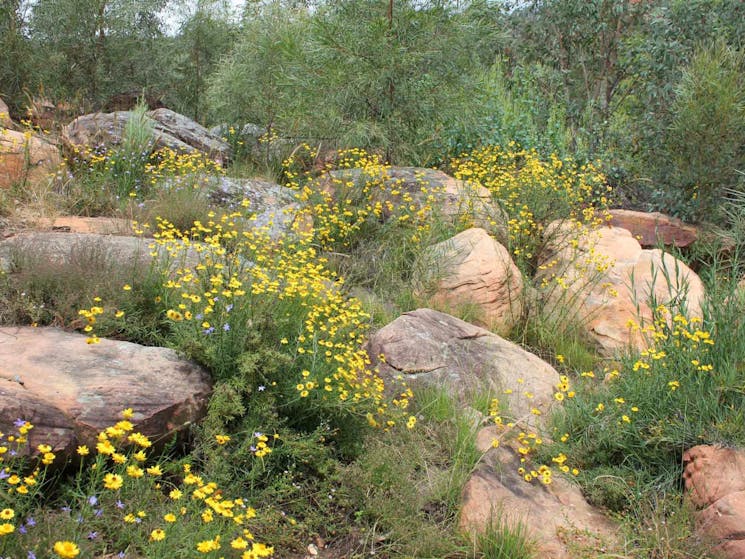 Ben Hall Cave Walk, Weddin Mountains National Park. Photo: Claire Davis/NSW Government