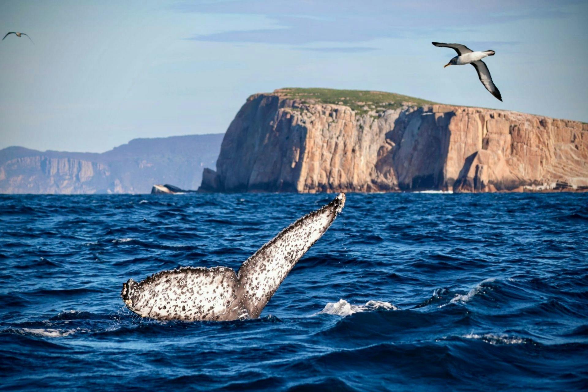 Whale fluke in front of Hippolyte Rock