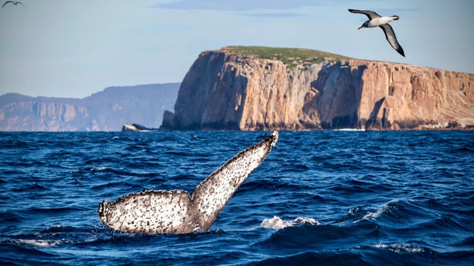 Whale fluke in front of Hippolyte Rock