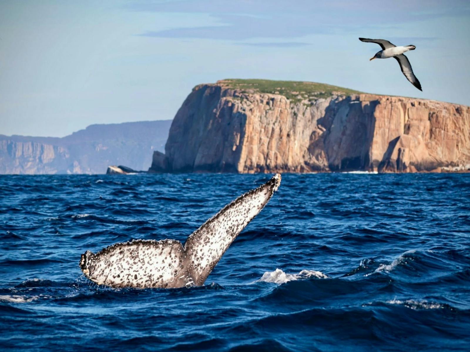 Whale fluke in front of Hippolyte Rock