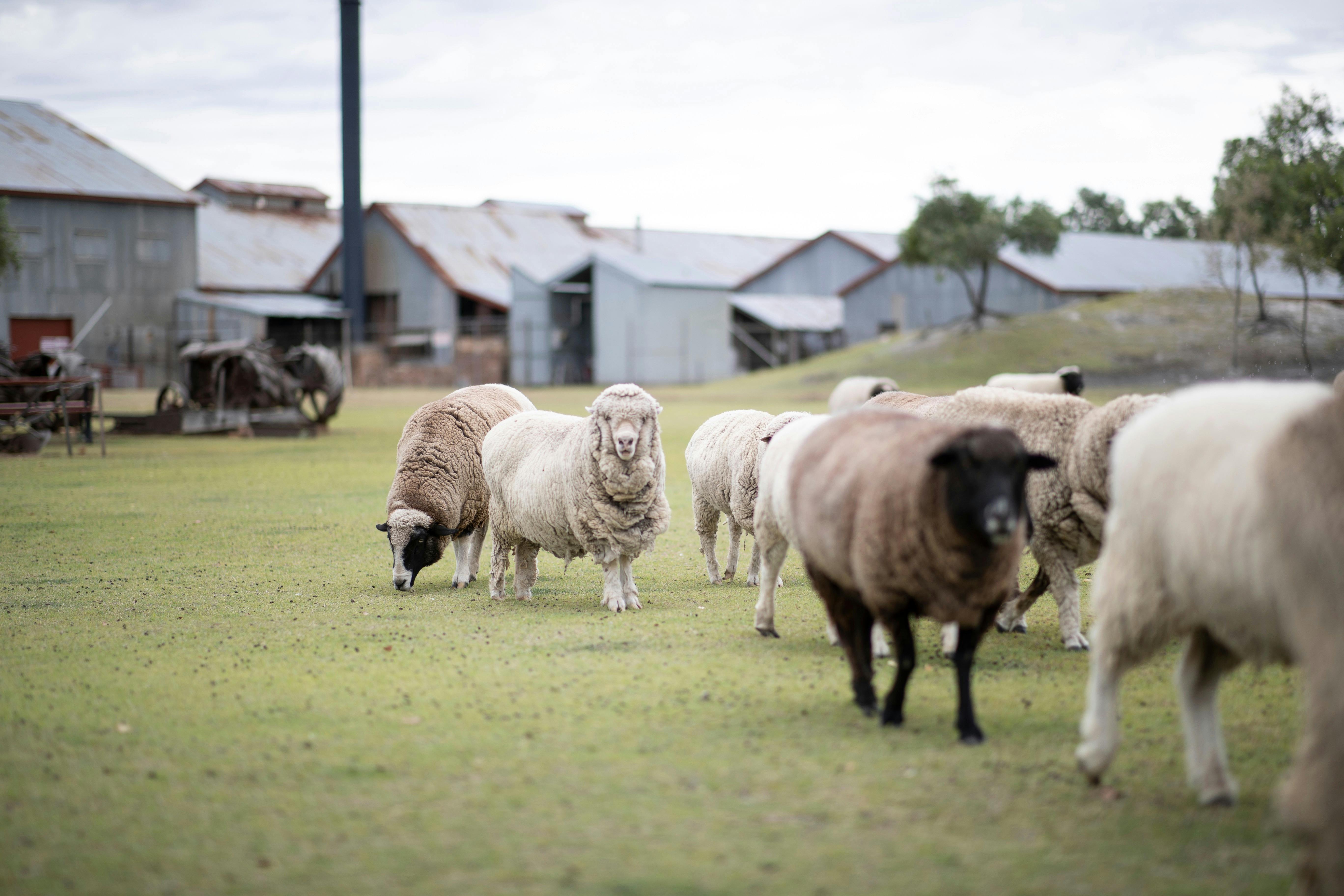 Sheep at Blackall Woolscour