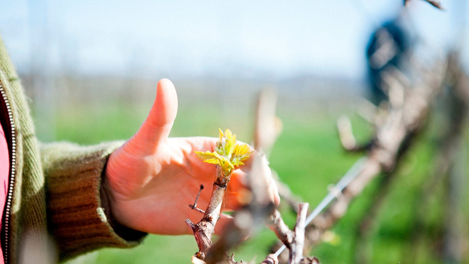 Yarrh Wines