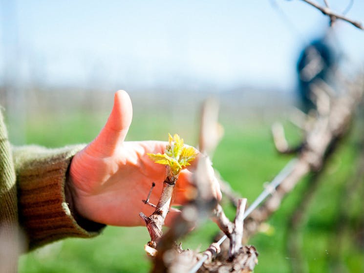 Young grape shoot in early spring