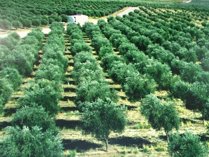 The Big Olive