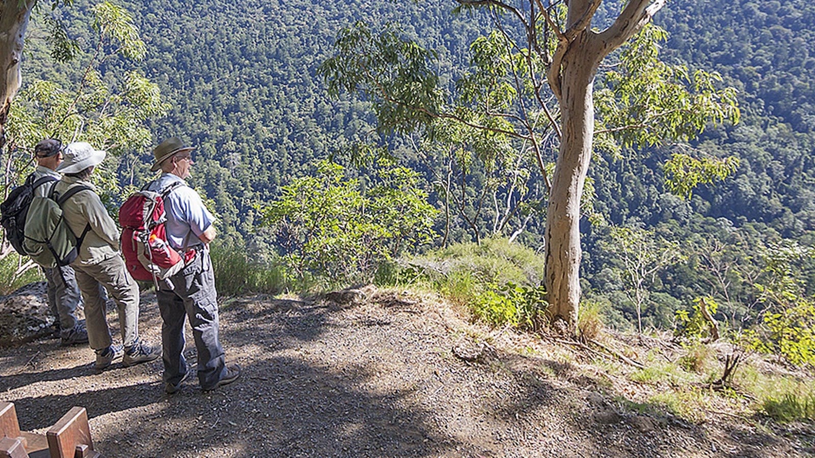 Caves track, Lamington National Park
