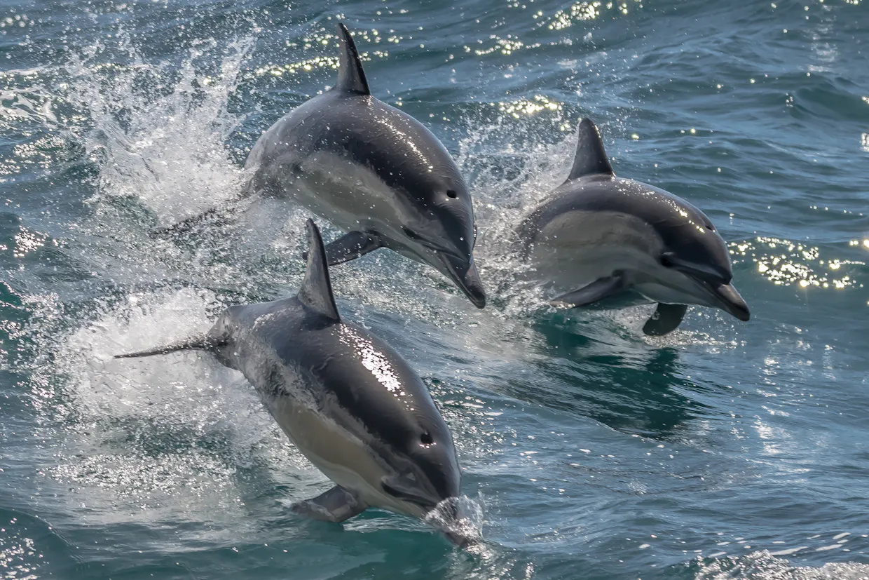 Noosa Ocean & Dolphin Adventure