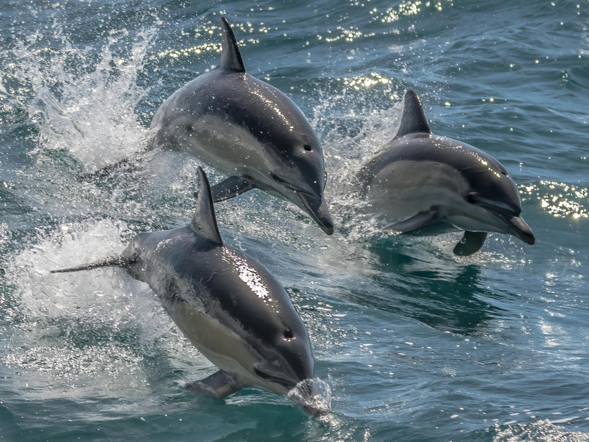 Noosa’s National Marine Park is home to pods of friendly and playful dolphins Noosa’s National Marine Park is home to pods of friendly and playful dolphins