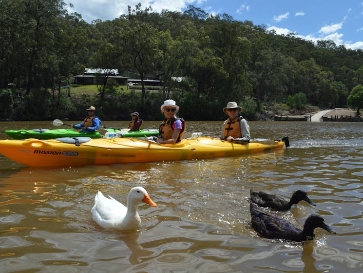 Guided Kayak Tour - Colo River