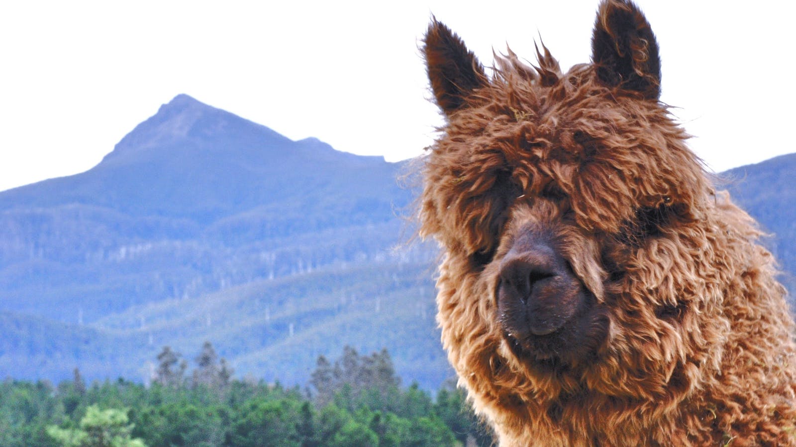 Alpaca and mountain views from your cabin