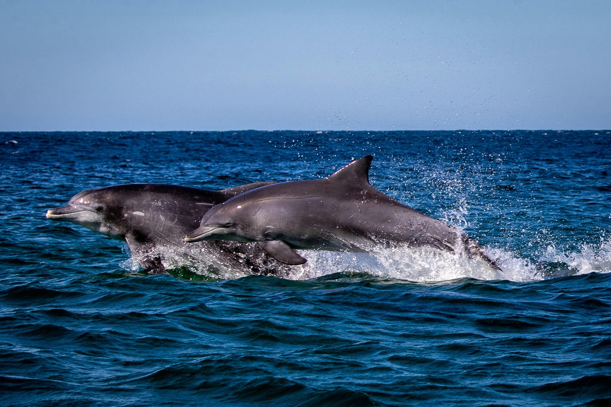 Bottlenose Dolphins, Merimbula boat tour, Merimbula Wildlife tour. Merimbula Dolphin Tour
