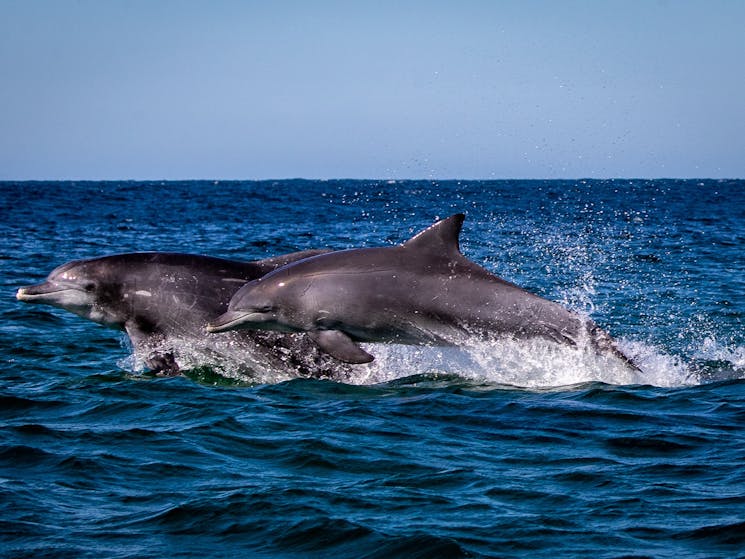 Bottlenose Dolphins, Merimbula boat tour, Merimbula Wildlife tour. Merimbula Dolphin Tour