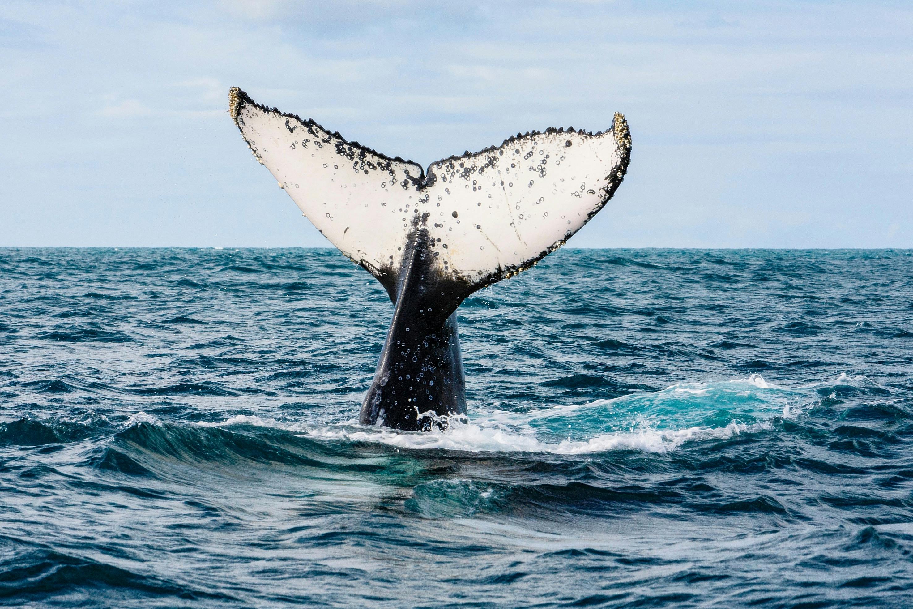 Whale tail.