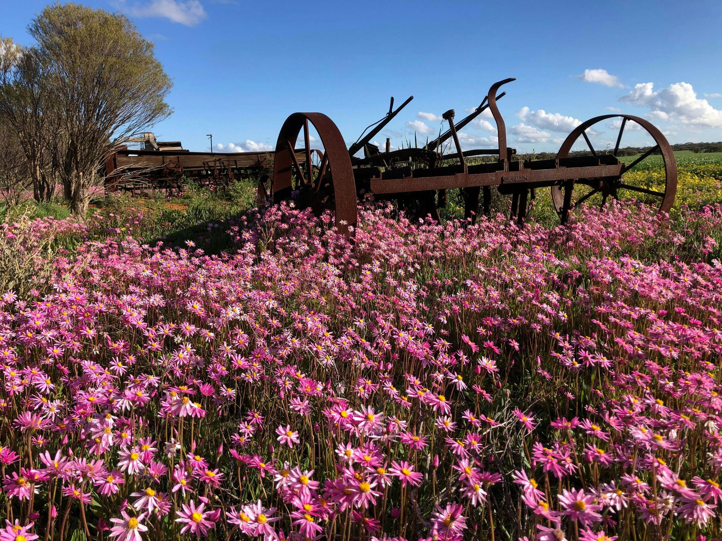 exploring bushland, rusted out  plough  surrounded by bright pink everlastings