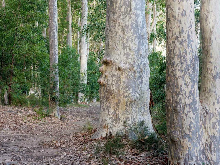 Delta Track, Corramy Regional Park. Photo: Michael van Ewijk