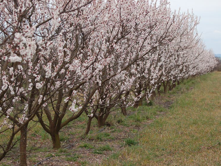 Spring - orchard in blossom