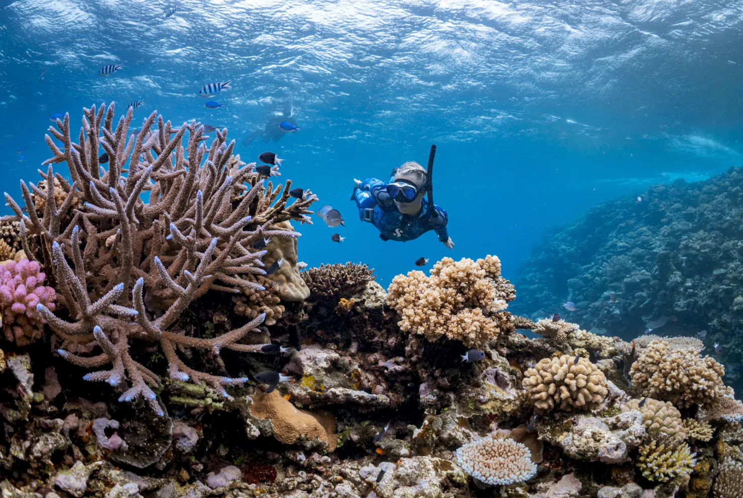 Female Freediver diving through a rich and lively coral garden