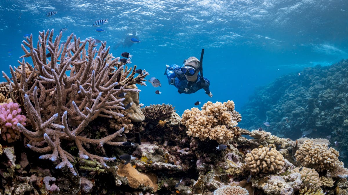 Female Freediver diving through a rich and lively coral garden