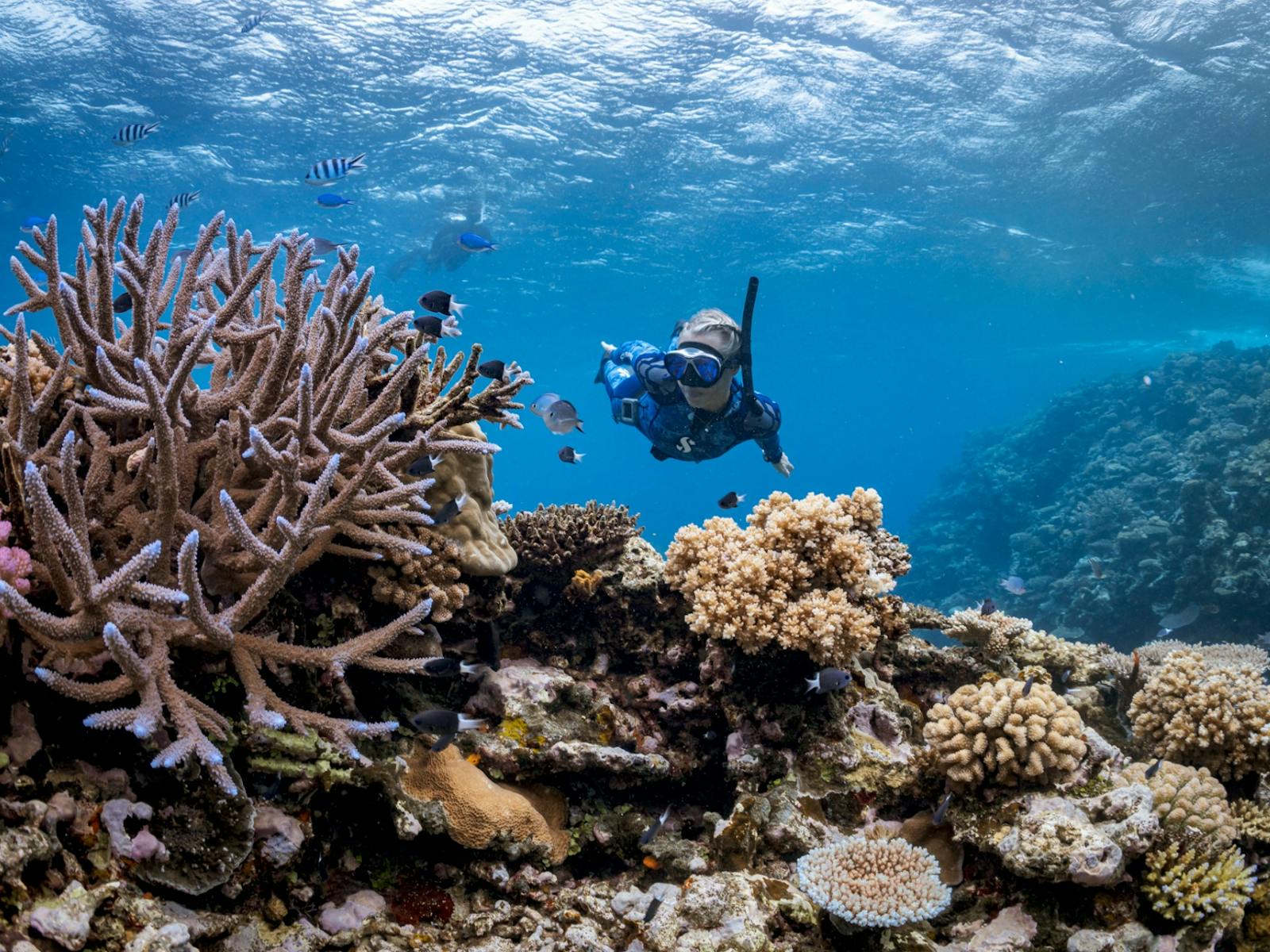 Female Freediver diving through a rich and lively coral garden Female Freediver diving through a rich and lively coral garden
