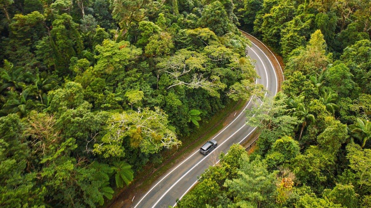 A vehicle travels along a quiet, bush-lined road surrounded by dense greenery and a peaceful natural