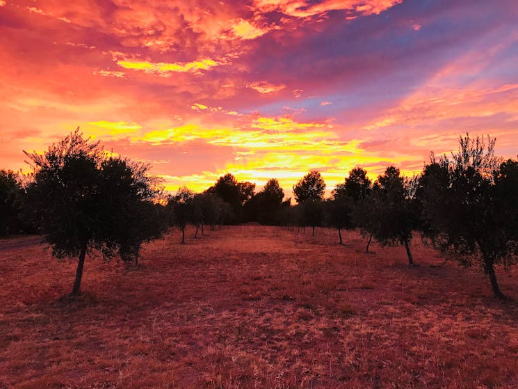 Sunrise over the Organic Olive Grove