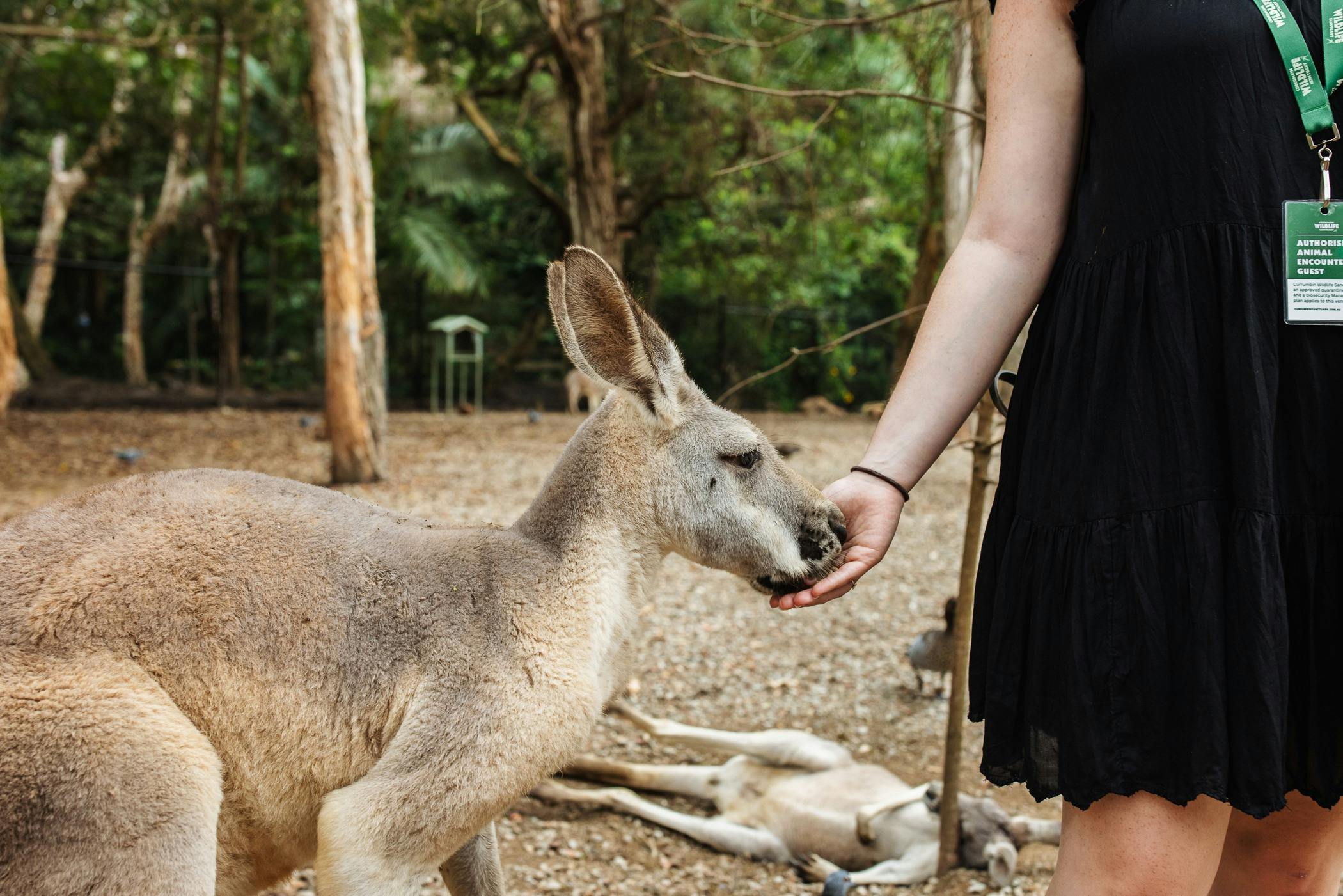 Kangaroo Feeding