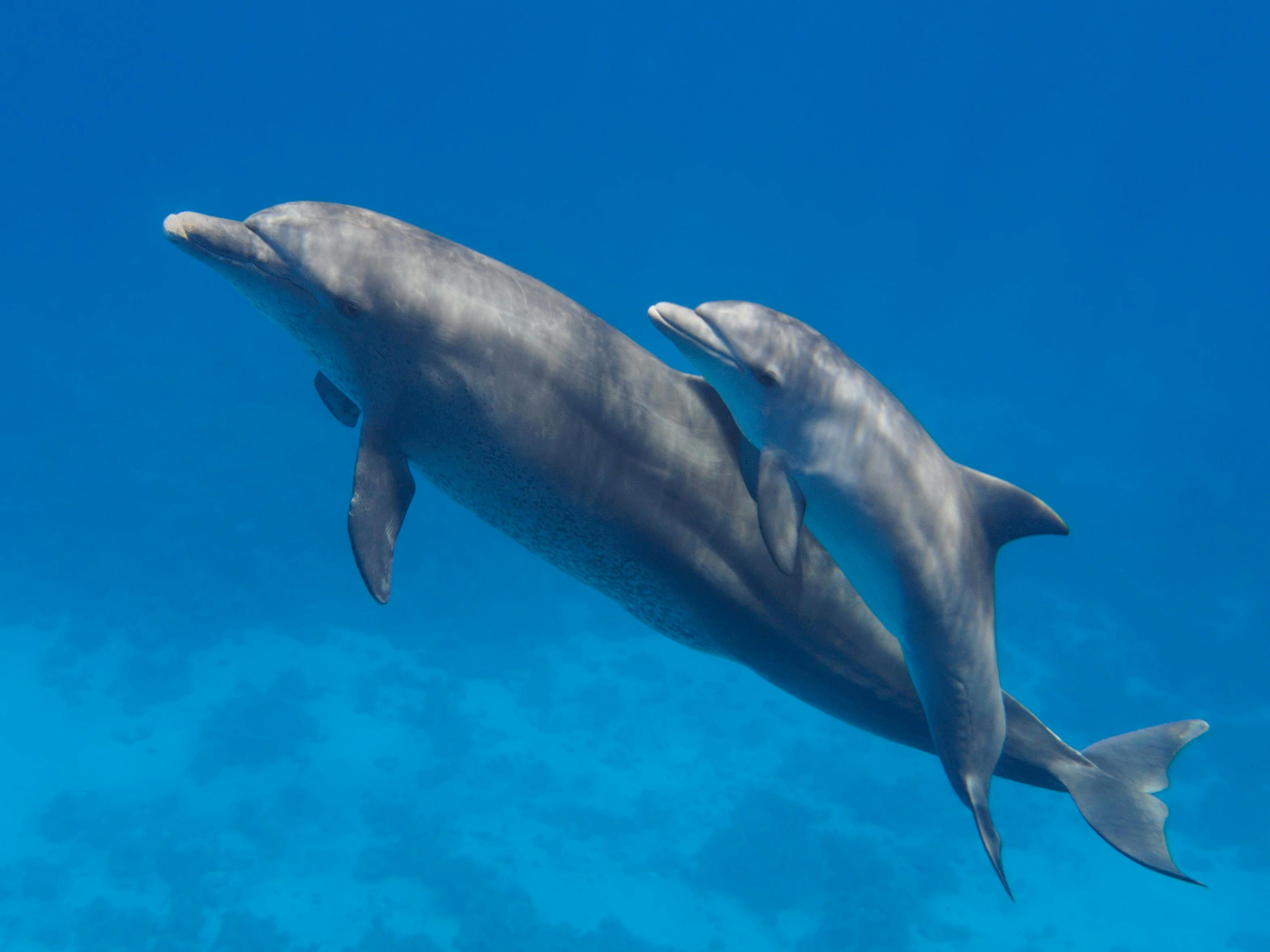 kangaroo island ocean safari