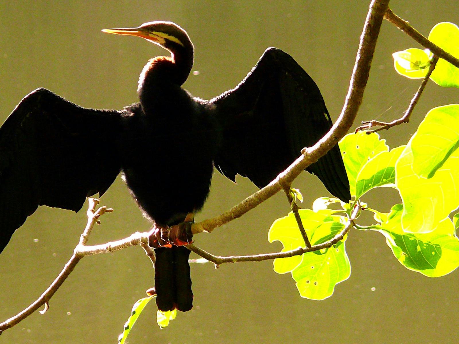 Darter bird on the Barron River in Kuranda