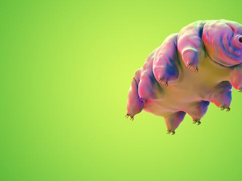 Moss Piglet