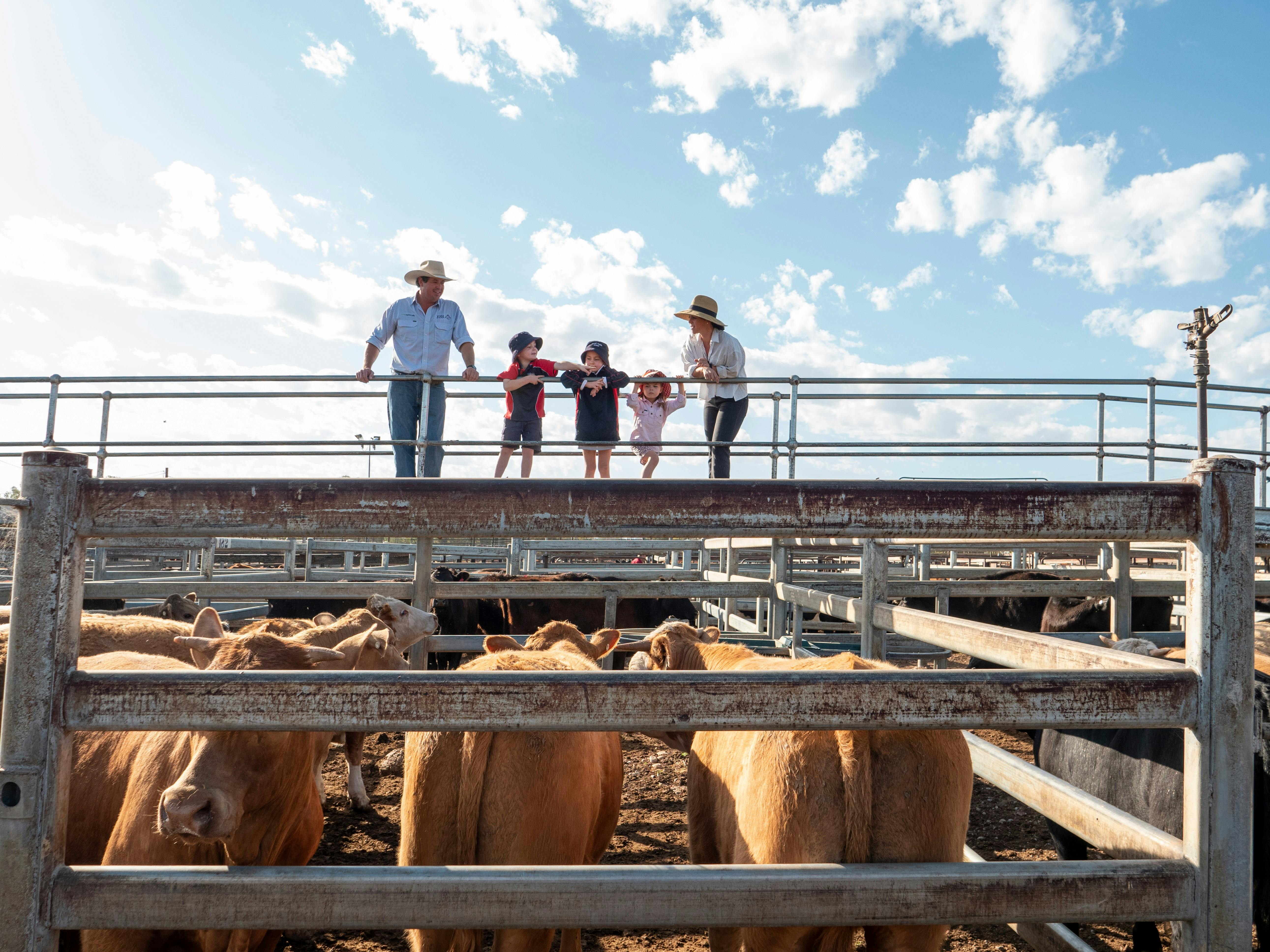 Gunnedah Saleyards NSW Holidays & Things to Do