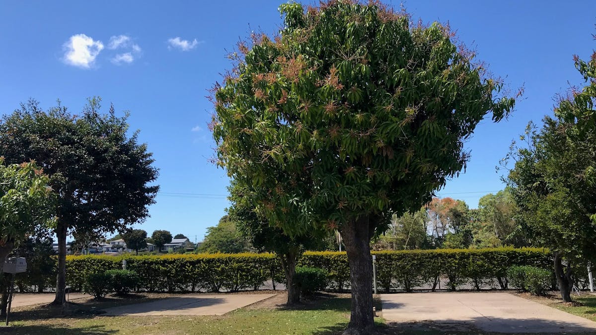 tree