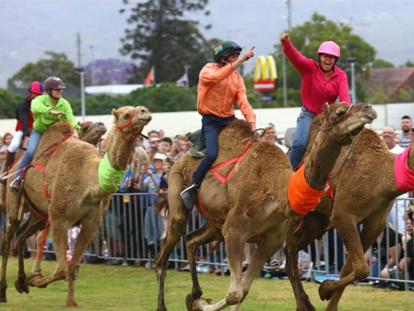 Image for Camel Races at Penrith Paceway