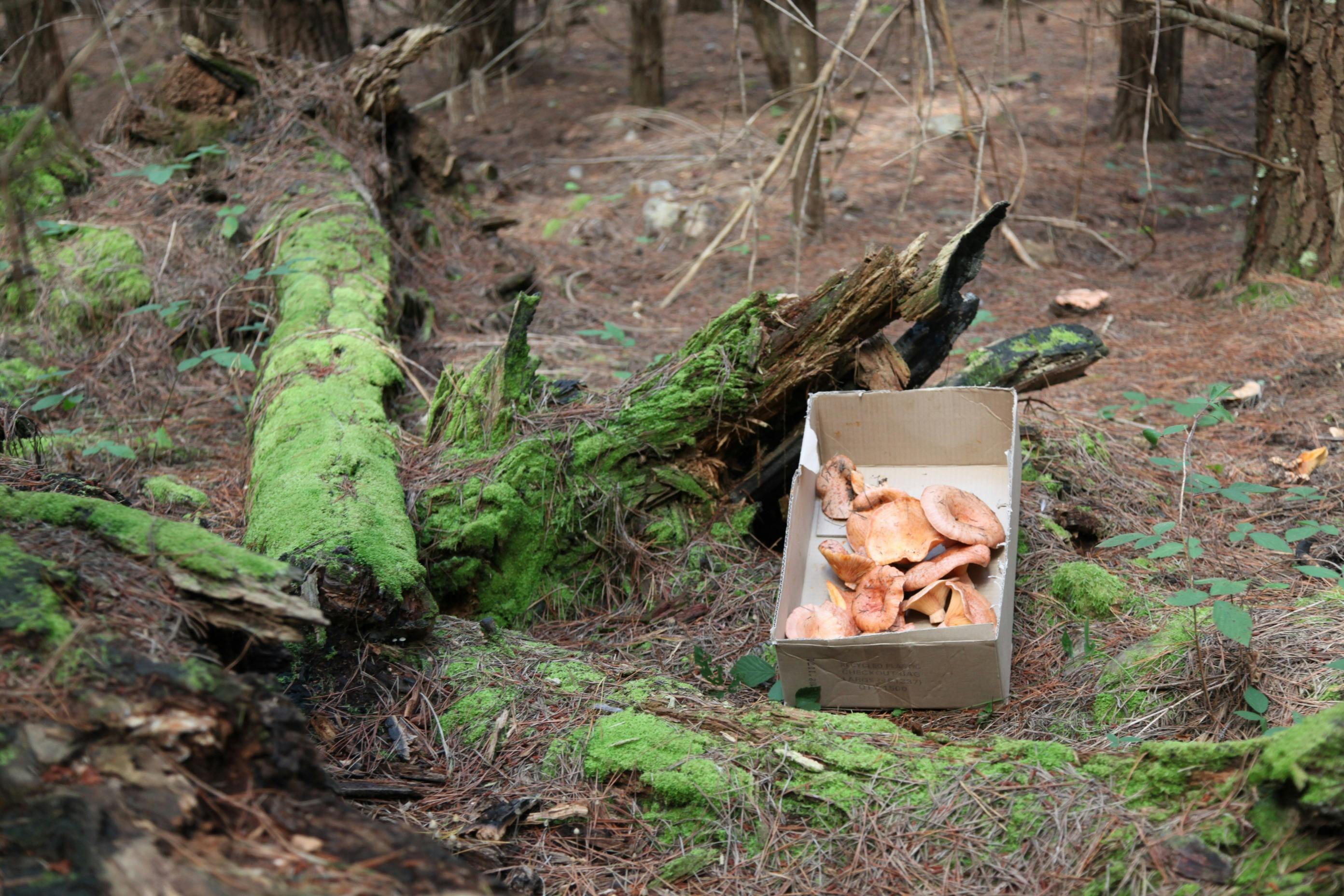 Safety In The Forests Workshop